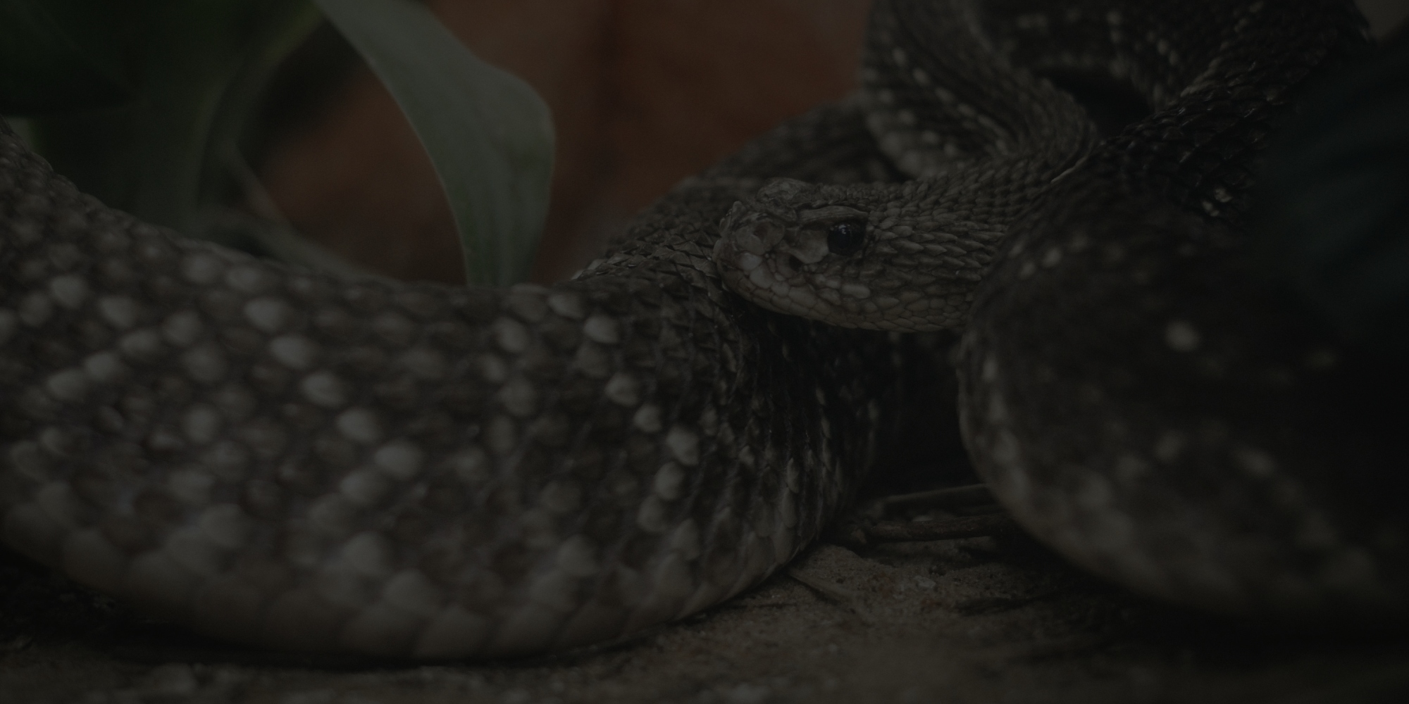 Serpents in the Bible: Symbolism, Stories, and Significance